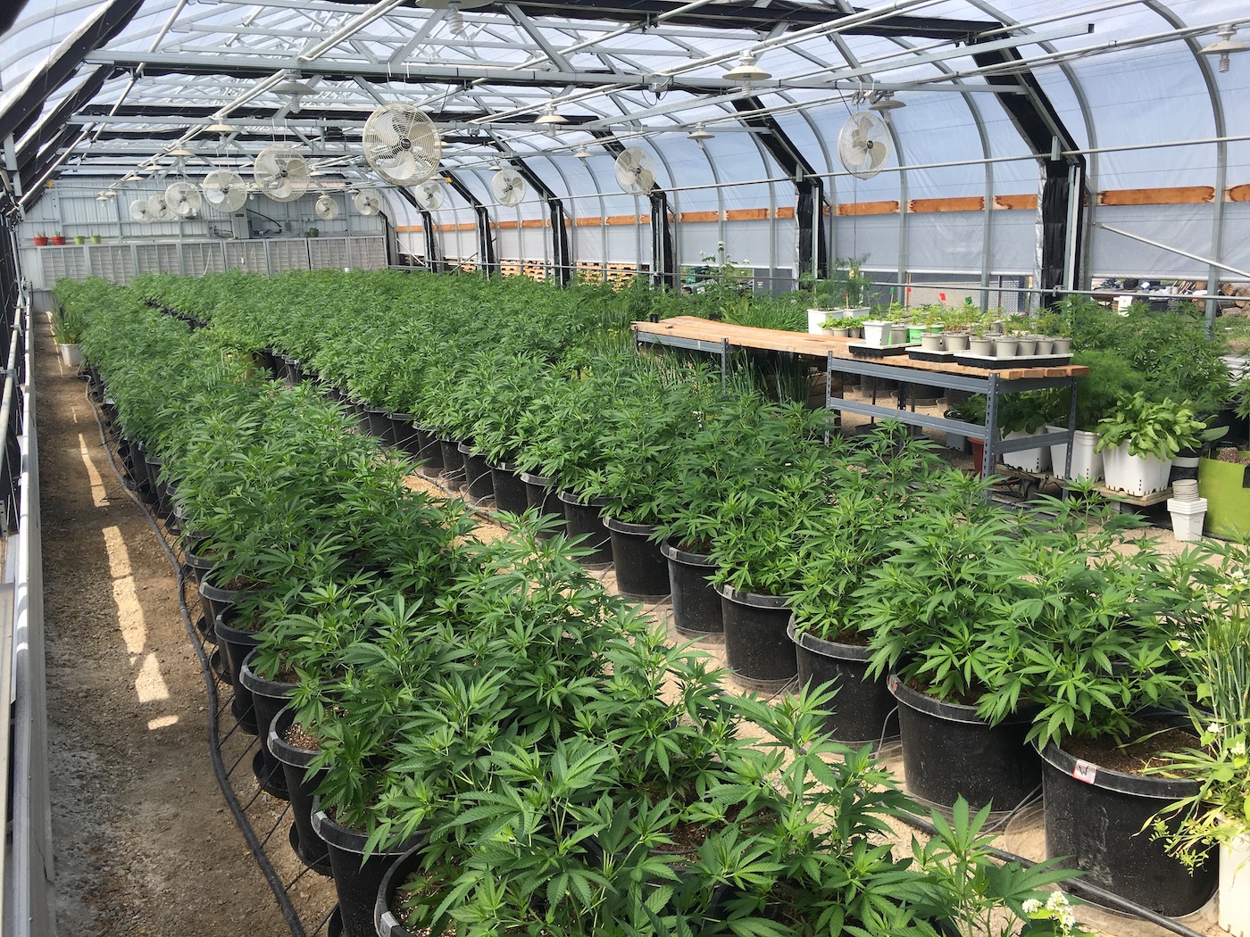 (5)spring growth